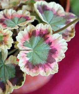verdemura pelargonium