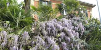 wisteria cupressus