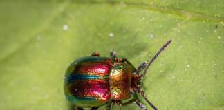 scarabeo