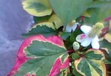 Houttuynia variegata