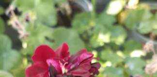 pelargonium royal black rose