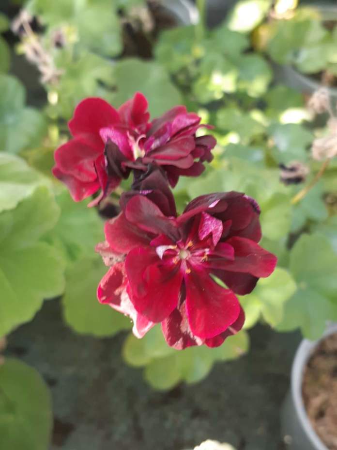 pelargonium royal black rose